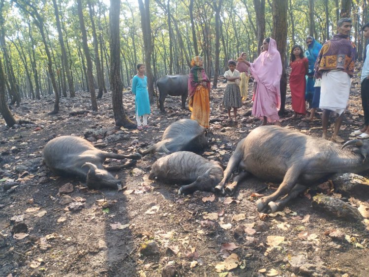 आकाशीय बिजली गिरने से एक ही जगह पर 5 भैंसों की मौत